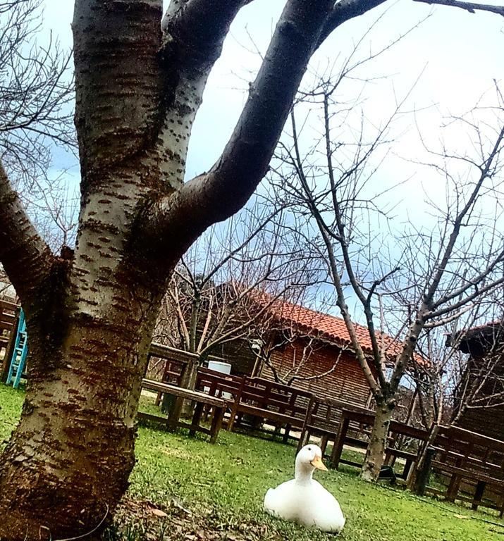 Gasthaus Salkim Konak Ve Agac Evler Selçuk Exterior foto